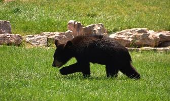 schwarz Bär Jungtier herumstreifen durch lange üppig Gräser foto