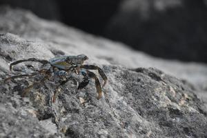 Karibik Sanft geschält Krabbe auf ein Felsen foto