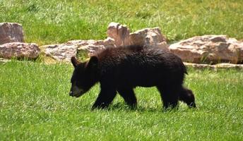 schwarz Bär Jungtier Gehen durch Sommer- Gräser foto