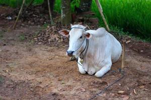 ein Weiß Kuh ruhen auf das Boden mit ein Seil um es ist Hals im indonesisch Dorf foto