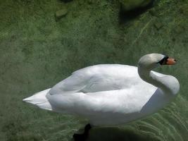 hoch Winkel Aussicht ein Weiß Schwan, Gans, Cygnus, Schwimmen im klar Wasser, Teich, See, Tier Leben, hell Weiß foto