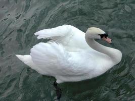 hoch Winkel Aussicht ein Weiß Schwan, Gans, Cygnus, Schwimmen im klar Wasser, Teich, See, Tier Leben foto