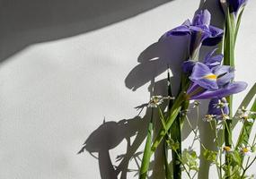 Iris mit Gänseblümchen auf Weiß Hintergrund foto