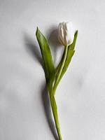 allein Tulpe auf Weiß Hintergrund foto