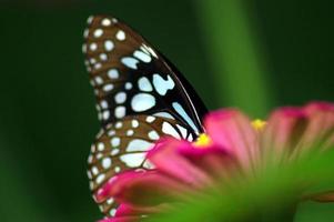 schwarz und Weiß gestreift Schmetterling Sammeln Nektar auf Pollen. Rosa Blume. foto