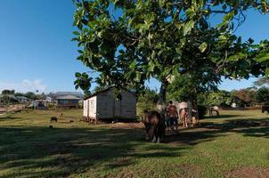 hütte, hütte, hütte in tonga, polynesien foto