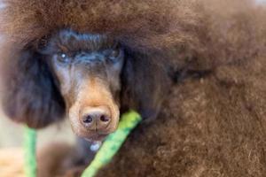 flippiges Profil des schwarzen Hundes des riesigen Pudels auf Weiß foto