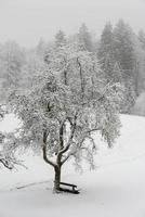 Wald, während es im Winter schneit foto