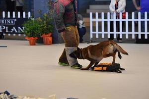 Genua, Italien - - kann 21 2016 - - jährlich Öffentlichkeit International Hund Show foto