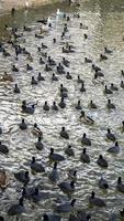 eine Herde schwarzer Wasservögel auf einem See foto