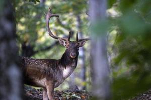 männlich Brache Hirsch im Liebe Jahreszeit im das Wald im Herbst foto