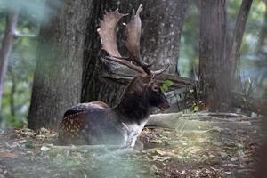 männlich Brache Hirsch im Liebe Jahreszeit im das Wald im Herbst foto