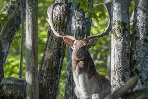 männlich Brache Hirsch im Liebe Jahreszeit im das Wald im Herbst foto