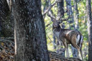 männlich Brache Hirsch im Liebe Jahreszeit im das Wald im Herbst foto