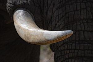 Elefanten-Elfenbein-Stoßzahn hautnah im Krüger Park Südafrika foto