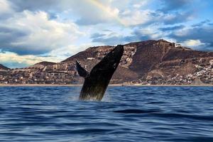 Buckelwal durchbricht in Cabo San Lucas Mexiko foto