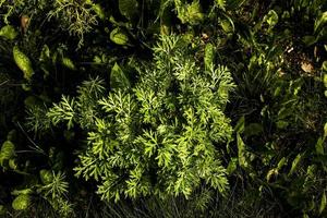 Nahaufnahme von frisch wachsendem süßem Wermut Artemisia annua, süße Annie, einjährige Beifußgräser im wilden Feld, Artemisinin-Heilpflanze, natürliches grünes Gras hinterlässt Texturtapetenhintergrund foto