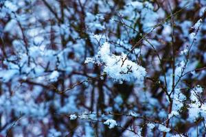 das Saat von ein Blütenstand von grau spirea mit Weiß Schnee sind auf ein verschwommen grau Hintergrund auf ein sonnig Winter Tag. Spiraea cinerea Grefsheim im Winter. foto