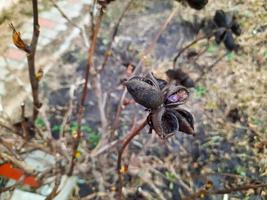 paeonia suffruticosa Samen in Sternen. Pfingstrosenblumenbaumsamen auf einem unscharfen Hintergrund. Pfingstrose, ein Symbol für einen Halbstrauch in der chinesischen Kultur. Samen der chinesischen Nationalblume. Gartenarbeit, Blumenzucht foto