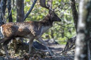 männlich Brache Hirsch im Liebe Jahreszeit im das Wald im Herbst foto