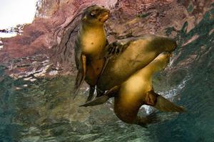 Seelöwenrobbe unter Wasser beim Galapagos-Tauchen foto