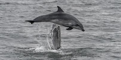 zwei Delfine springen aus von das Wasser in der Nähe von Namibia. foto