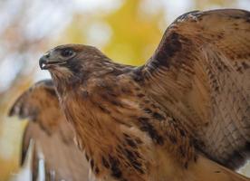 ein rot beschattet Falke im Ontario foto