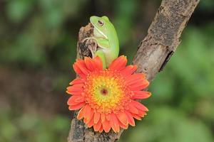 Makro Bühne von Grün ab mit blühen Orange Blume foto