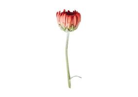 2784 rot Blume isoliert auf ein transparent Hintergrund foto