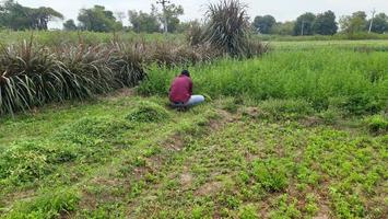 indisch Dorf Farmer nehmen Lebensmittel zum ihm Kühe ein Futter foto