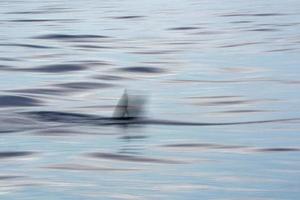 Bewegung Geist bewirken auf gestreift Delfin Spring rein beim Sonnenuntergang foto