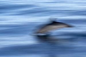 Bewegung Geist bewirken auf gestreift Delfin Spring rein beim Sonnenuntergang foto