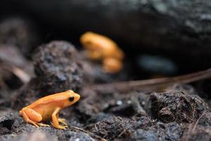 Goldener Mantella-Frosch von Madagaskar foto