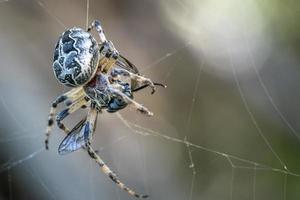 Spinne, die eine Fliege fängt foto