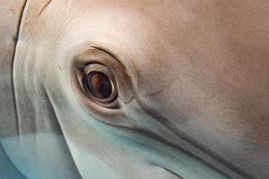 Delphin lächelndes Auge Nahaufnahme Porträt foto