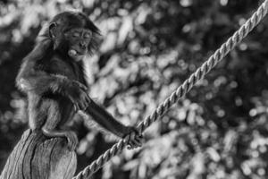 Neugeborenes Bonobo-Schimpansen-Affenporträt aus nächster Nähe foto