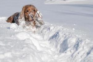 Hündchen beim Spielen auf dem Schnee foto