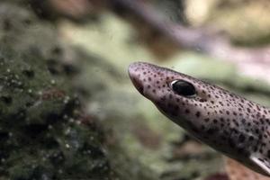 Dornhai unter Wasser Nahaufnahme Porträt foto