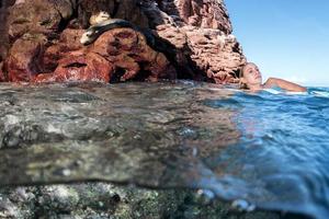 blond Schwimmer Annäherung Meer Löwe foto