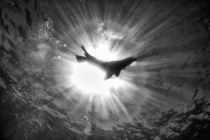 Seelöwenrobbe unter Wasser beim Galapagos-Tauchen foto