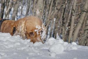 Hündchen beim Spielen auf dem Schnee foto