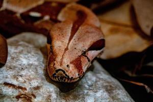 Boa Constrictor Schlange Nahaufnahme Porträt foto