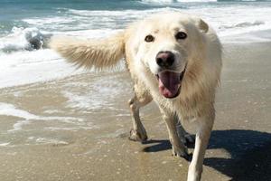 Weißer Wolfshund, der Spaß am Strand hat foto