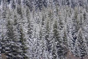 schneewandern waldpanorama landschaft berge von santa caterina valfurva italienischen alpen im winter foto