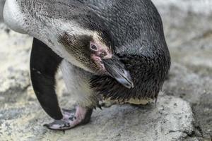 Magellanic Pinguin während Reinigung Gefieder schließen oben Porträt foto
