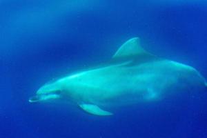 glückliche junge gestreifte delfine beim surfen in der wellenröhre foto