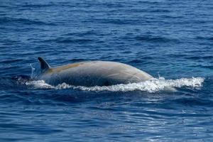 Weißer seltener Gänseschnabelwal Delfin Ziphius cavirostris foto