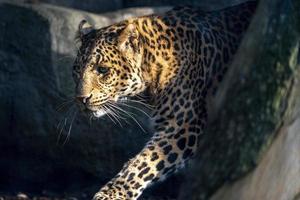 Chinesisch Panther Leopard schließen oben Porträt foto