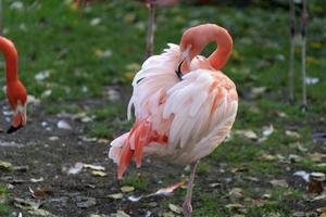 rosa flamingos-familiengruppe auf grün foto