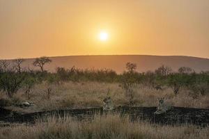 Gruppe weiblicher Löwen bei Sonnenaufgang im Krüger Park Südafrika foto